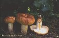 Russula subfoetens-amf1689
